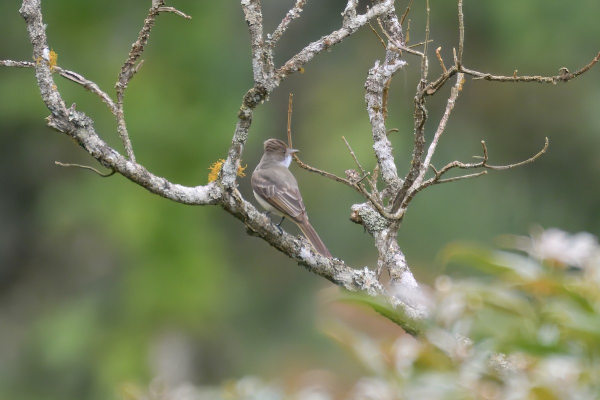 Swainson's Flycatcher - ML644241740