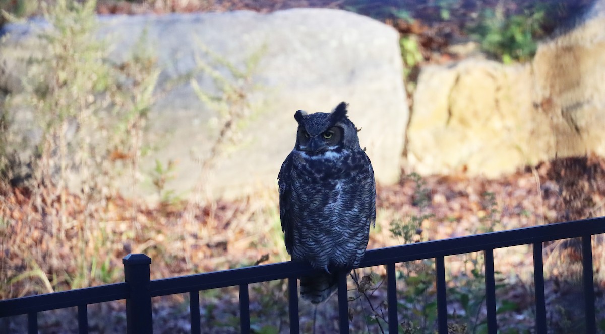Great Horned Owl - ML644241741