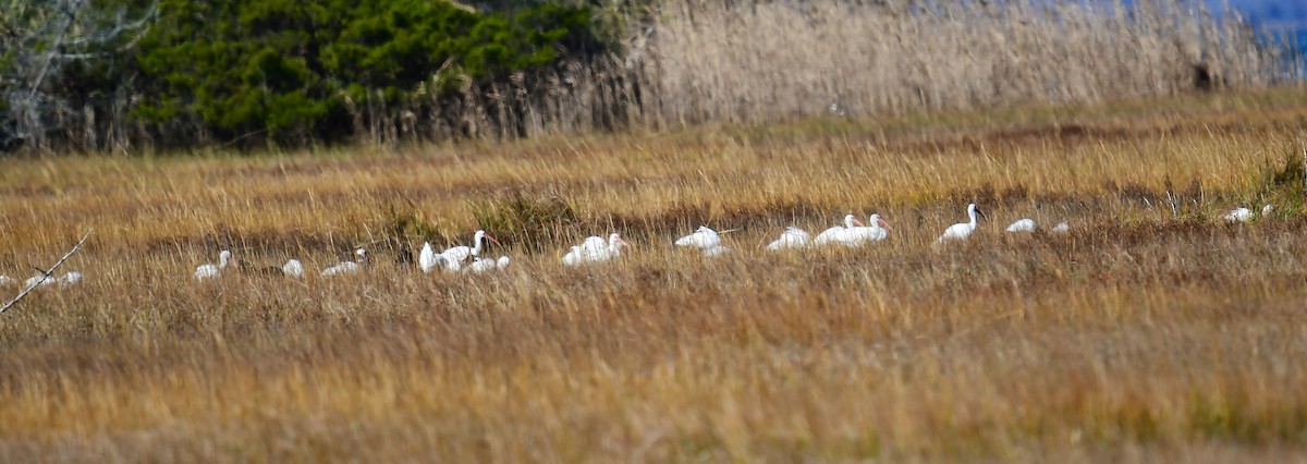 White Ibis - ML644241748