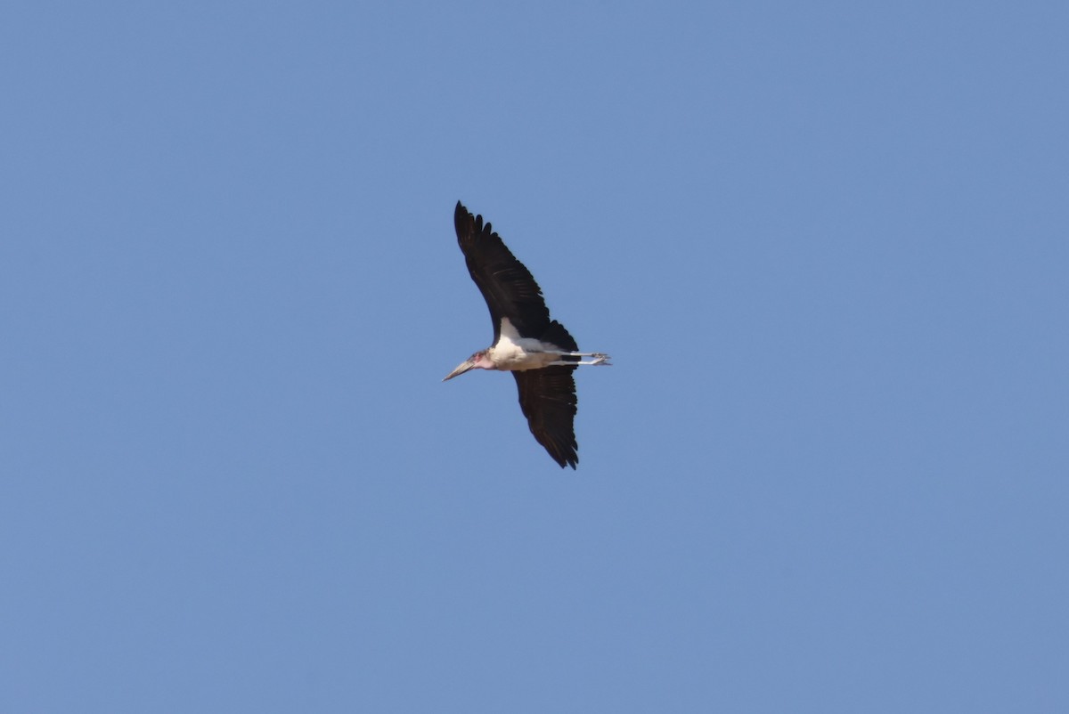 Marabou Stork - ML644241751