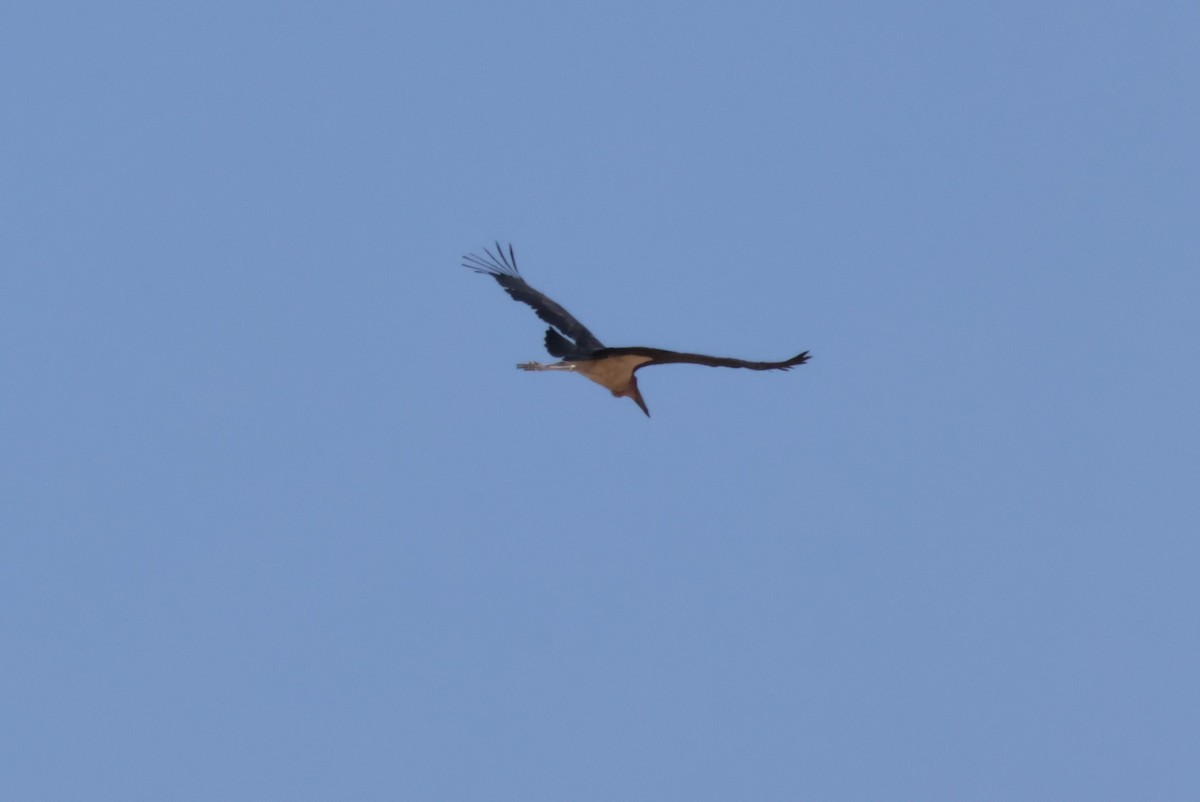 Marabou Stork - ML644241752