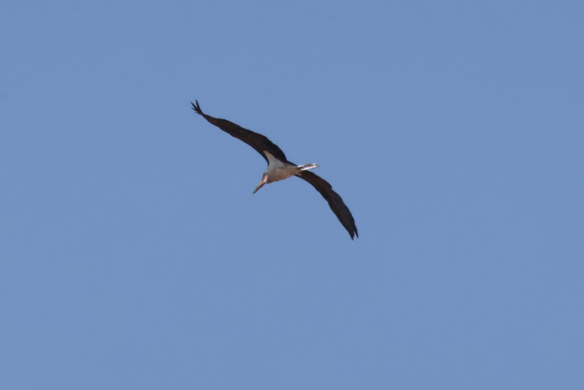 Marabou Stork - ML644241753