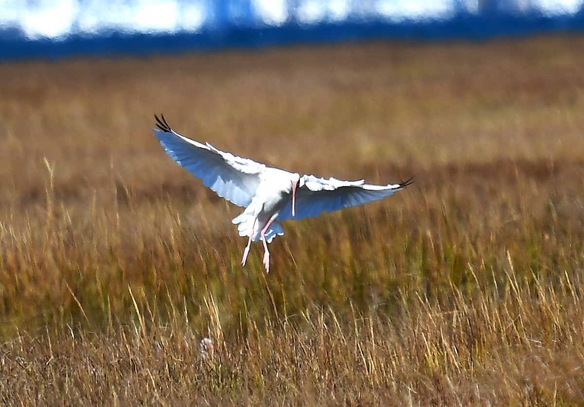 White Ibis - ML644241756