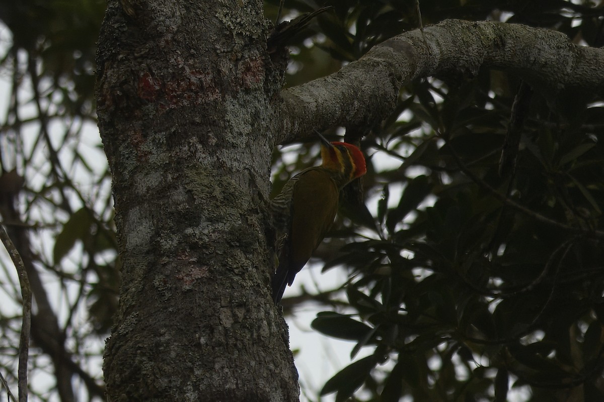 White-browed Woodpecker - ML644241762