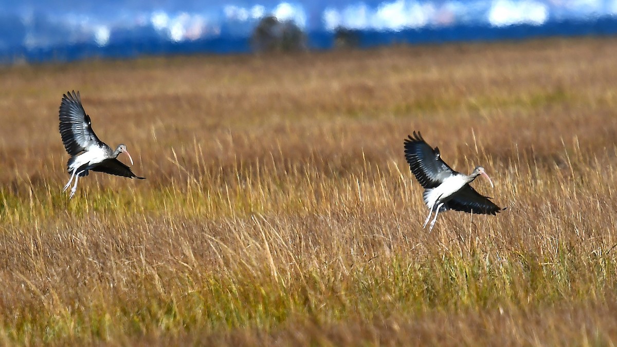 White Ibis - ML644241777