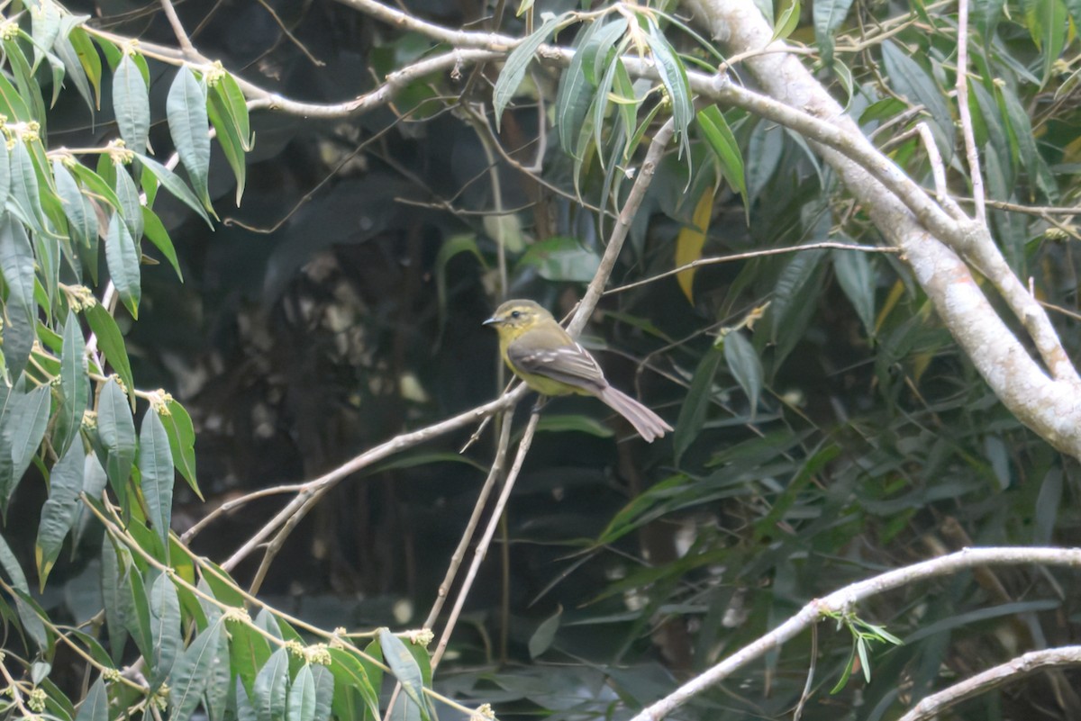 Yellow Tyrannulet - ML644241779