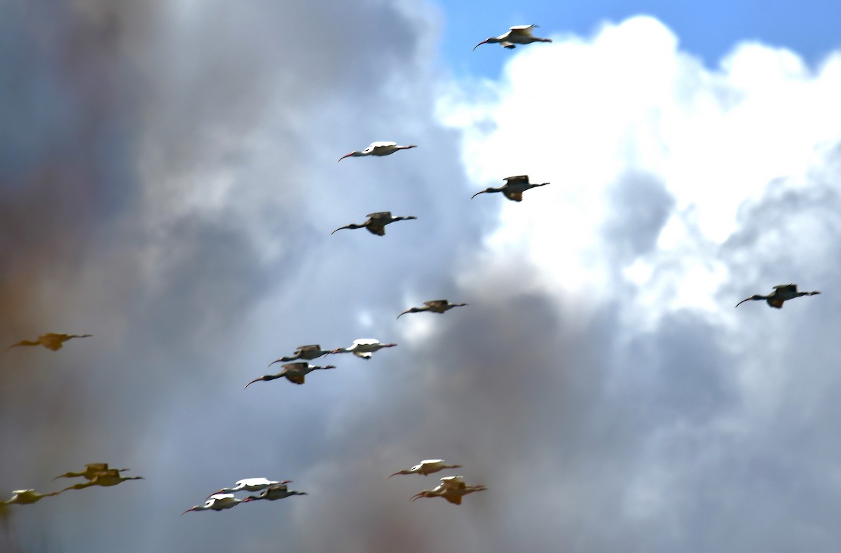 White Ibis - ML644241784