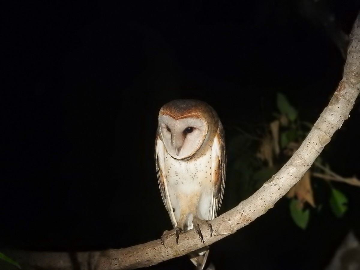 American Barn Owl - ML644241795