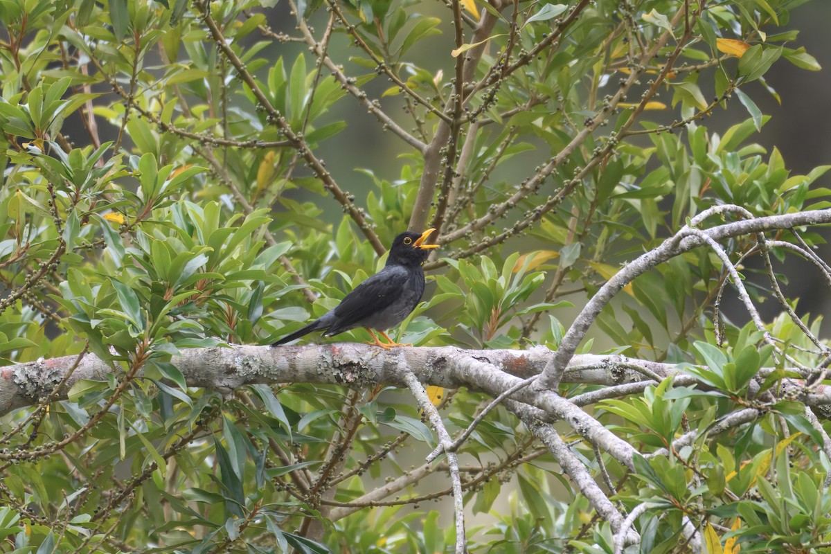 Yellow-legged Thrush - ML644241802