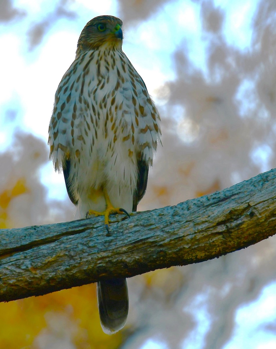 Cooper's Hawk - ML644241809