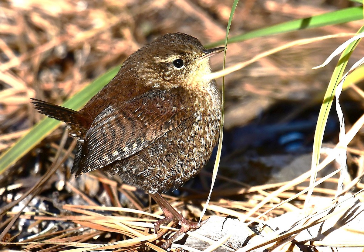 Winter Wren - ML644241827