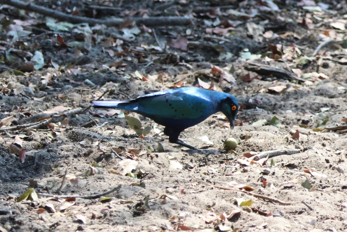 Greater Blue-eared Starling - ML644241830