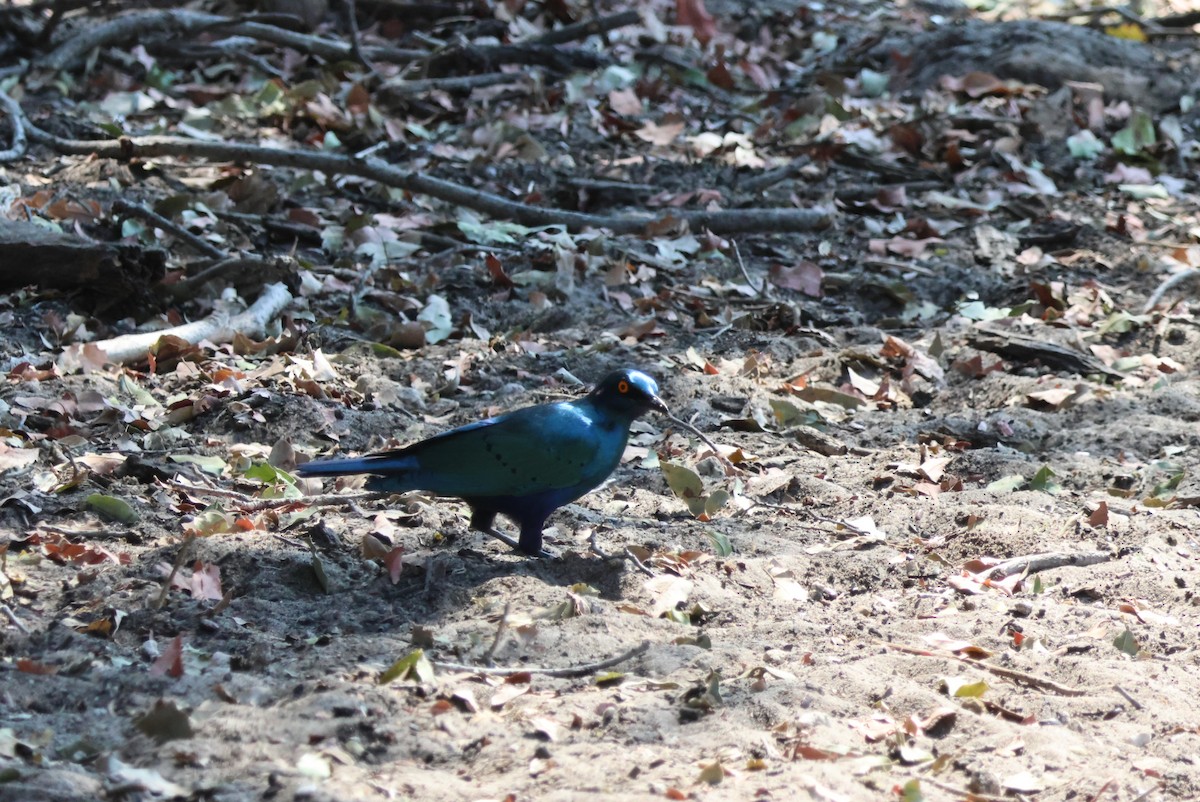 Greater Blue-eared Starling - ML644241831
