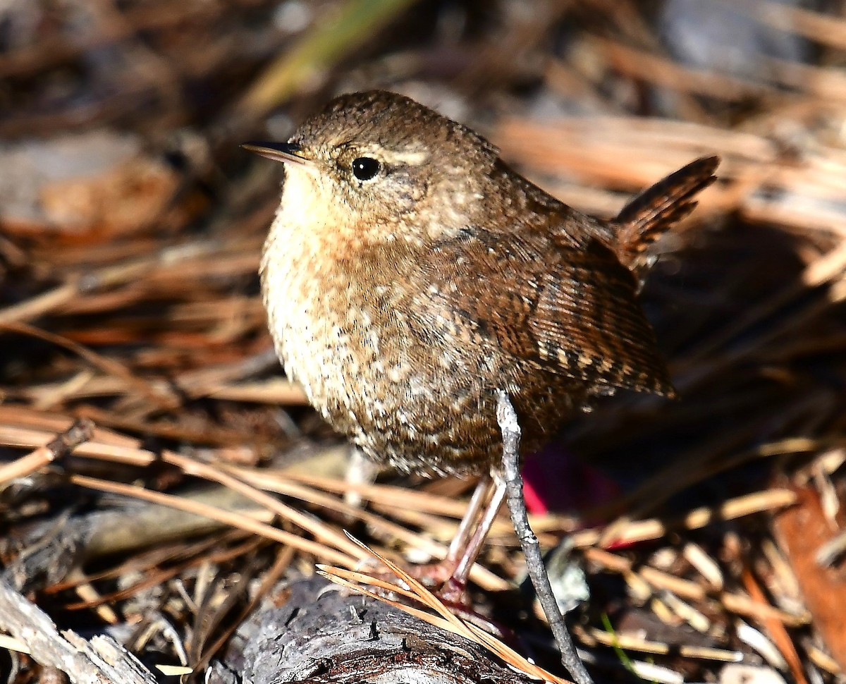 Winter Wren - ML644241849