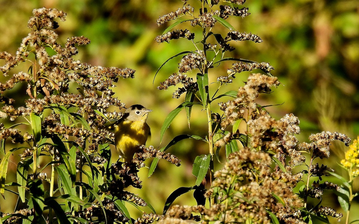 lesňáček rezavokorunkatý - ML644241860