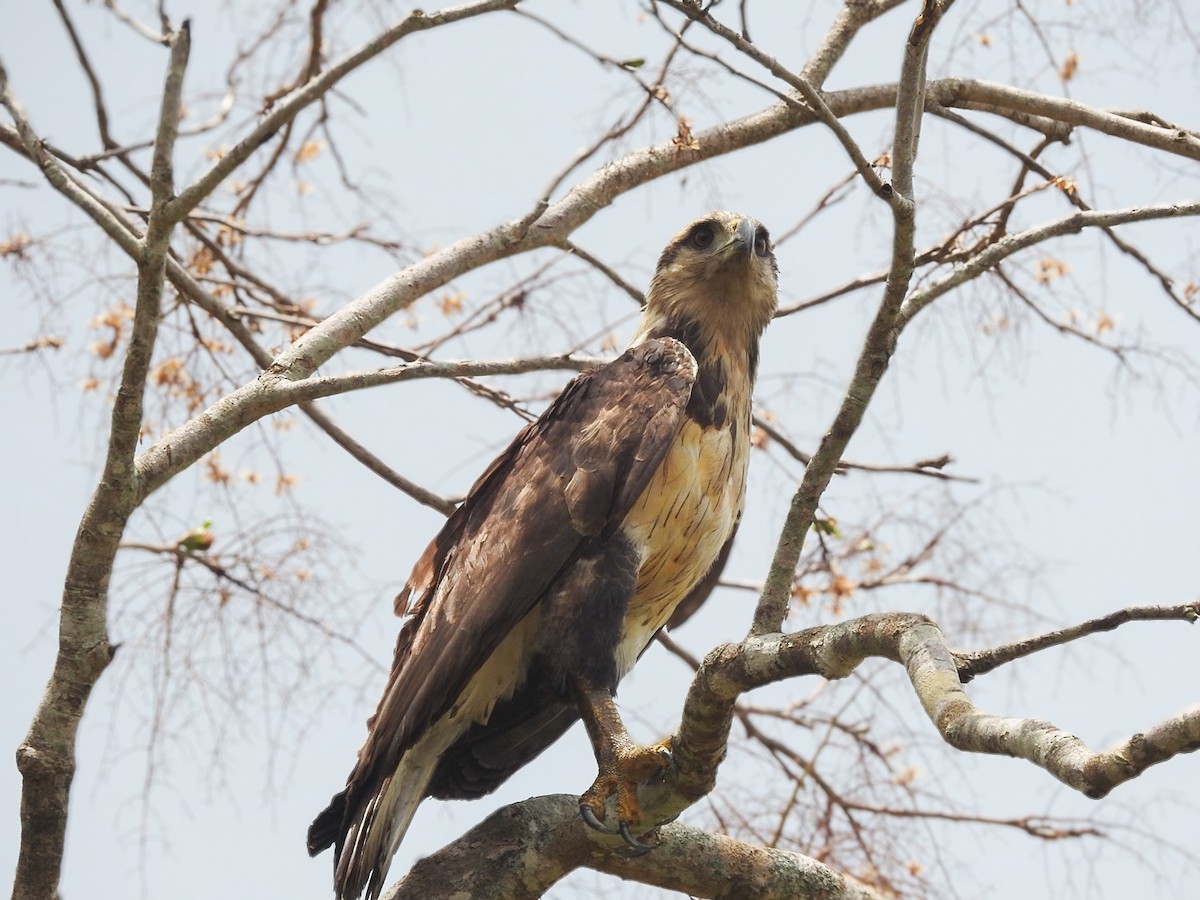 Chaco Eagle - ML644241861