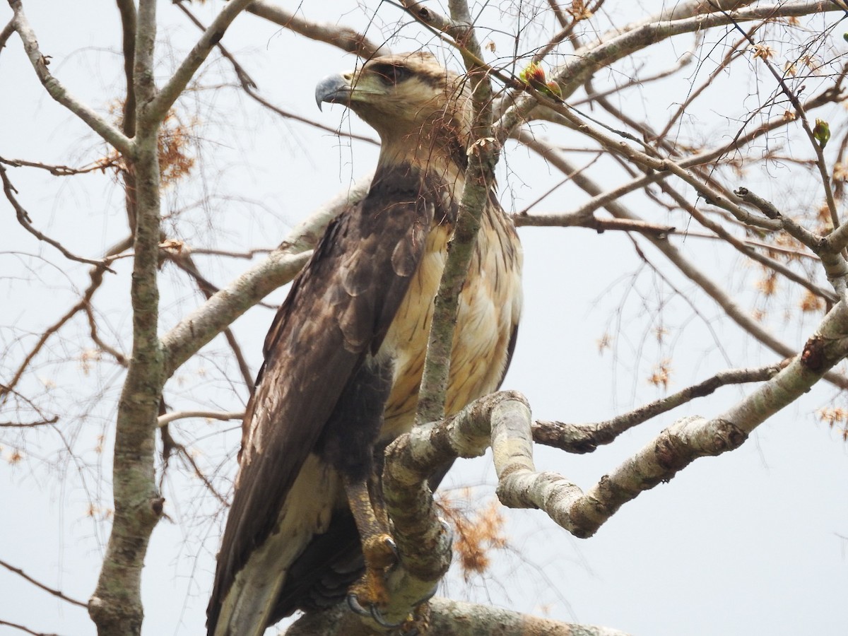 Chaco Eagle - ML644241872