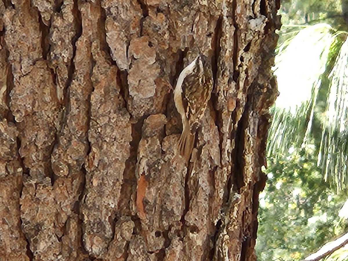 Brown Creeper - ML644241889