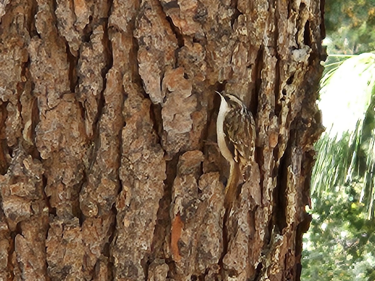 Brown Creeper - ML644241890