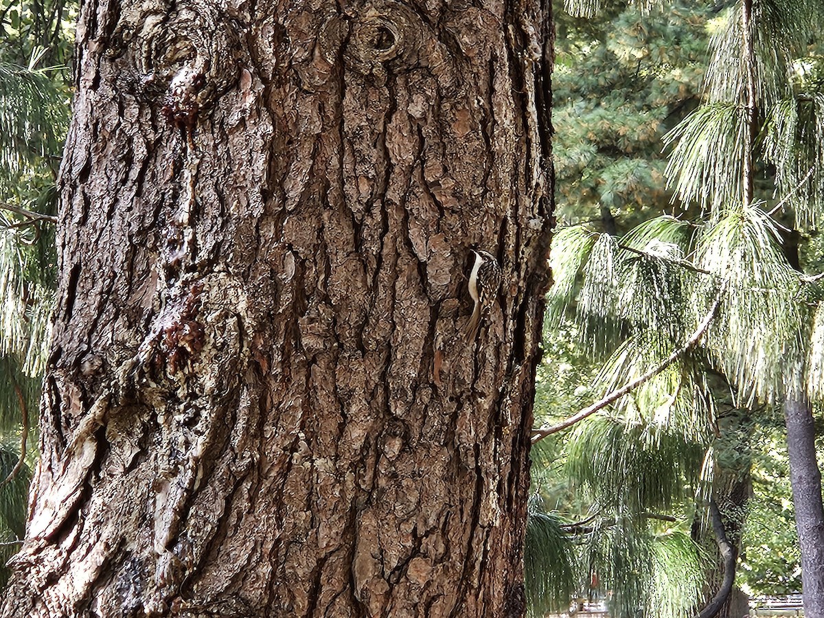 Brown Creeper - ML644241891