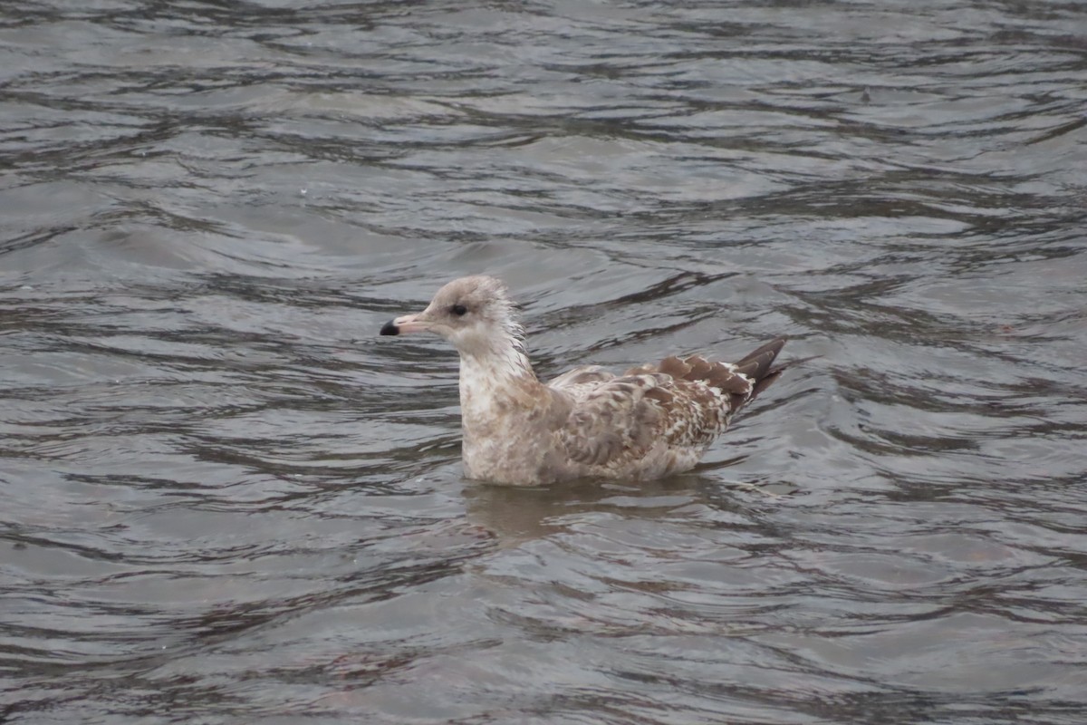 California Gull - ML644241892