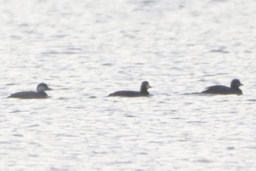 Black Scoter - ML644241897