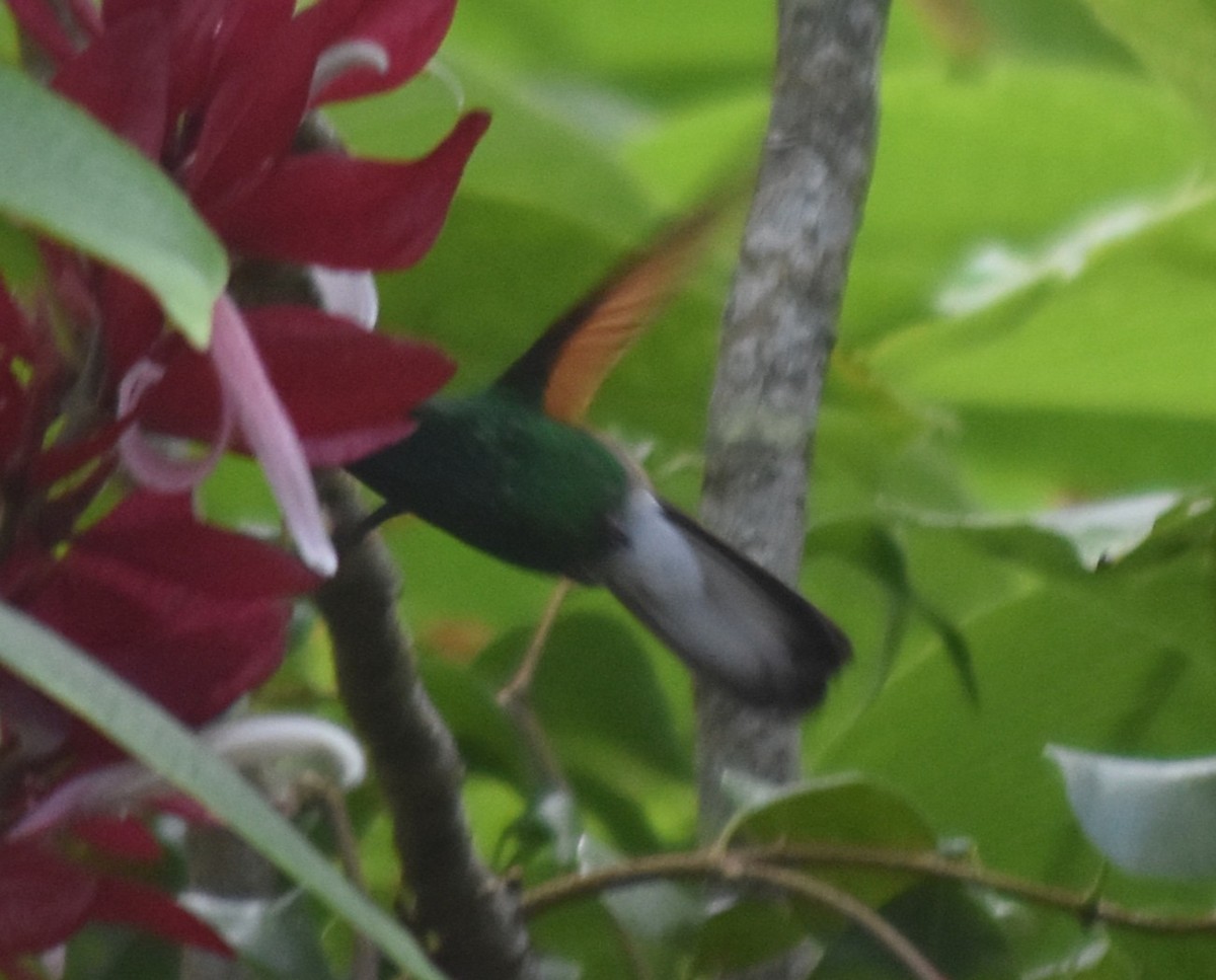 Blue-capped Hummingbird - ML644241919
