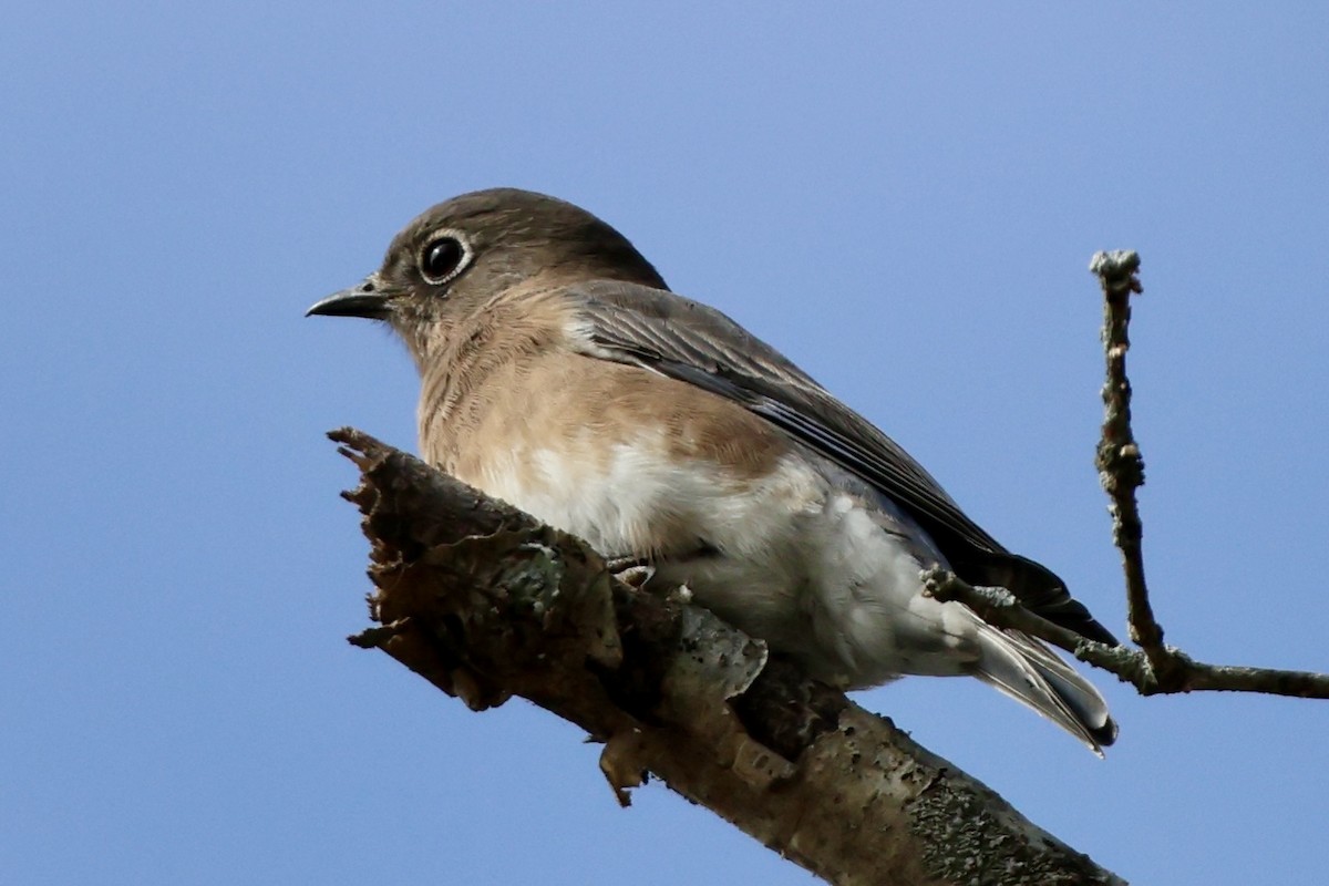 Eastern Bluebird - ML644241926