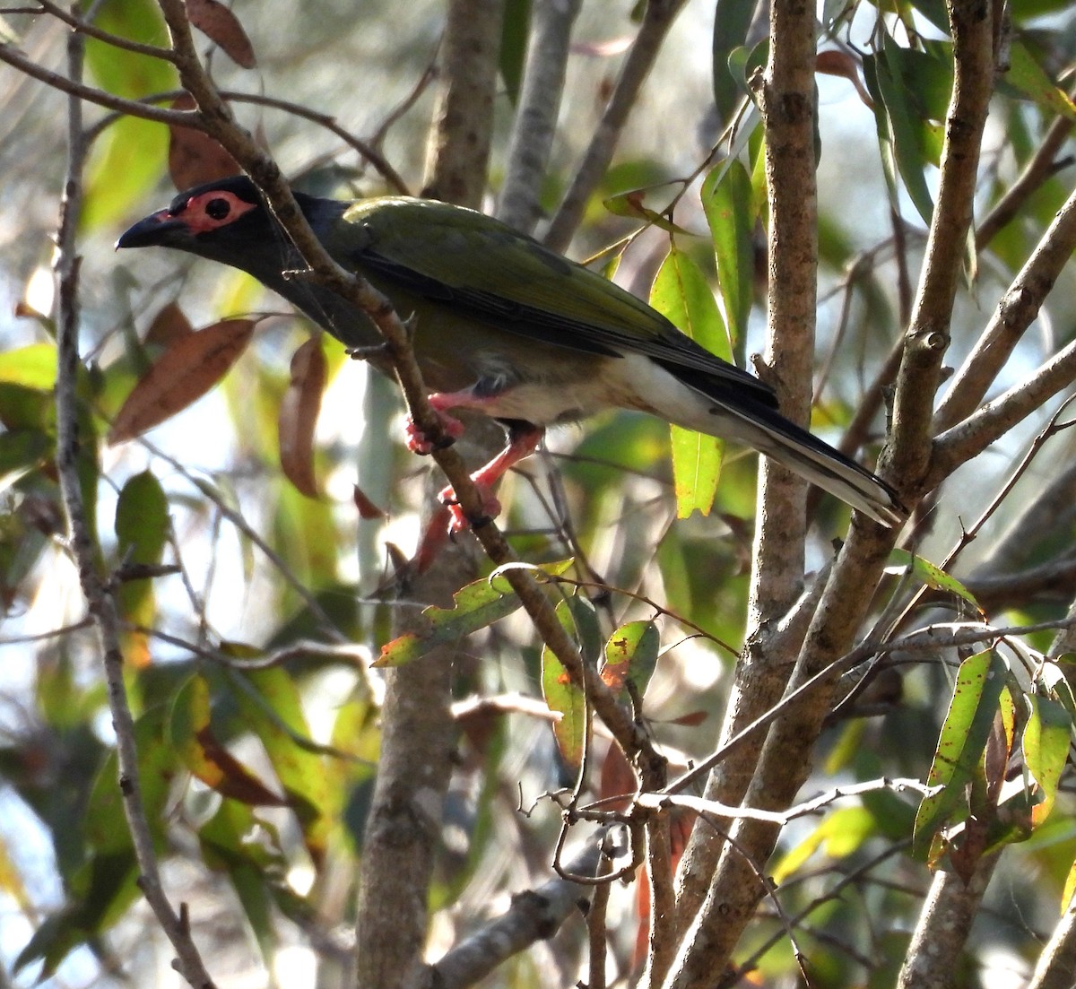 Australasian Figbird - ML644241946