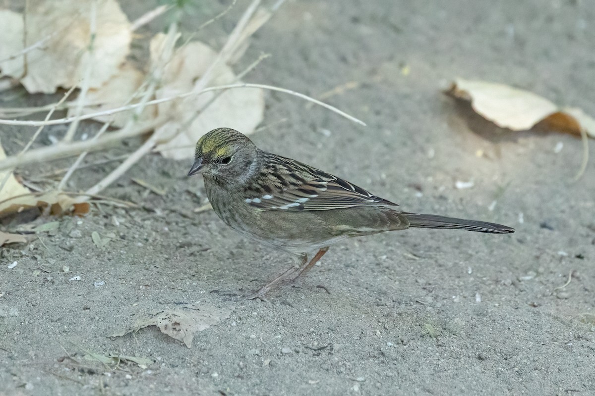 Golden-crowned Sparrow - ML644241951