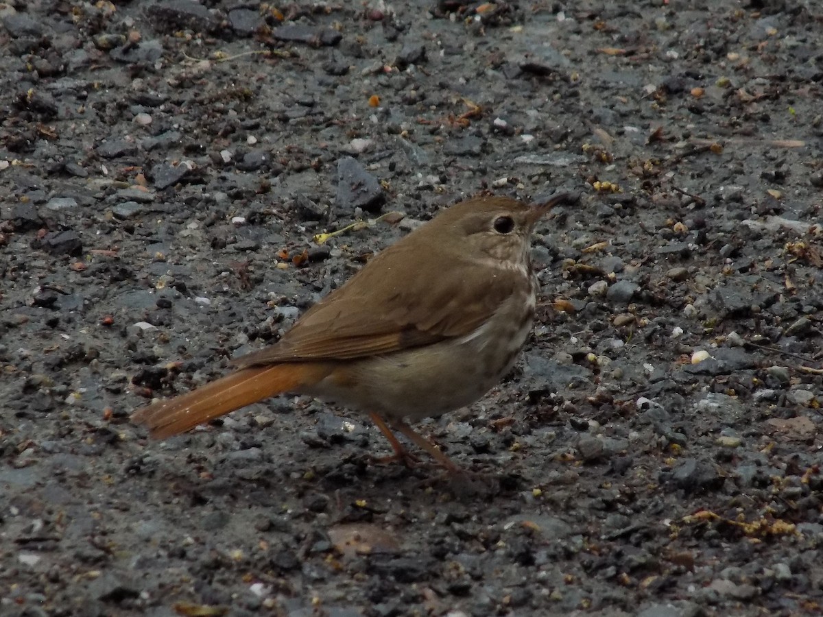 drozd rezavoocasý - ML644241954