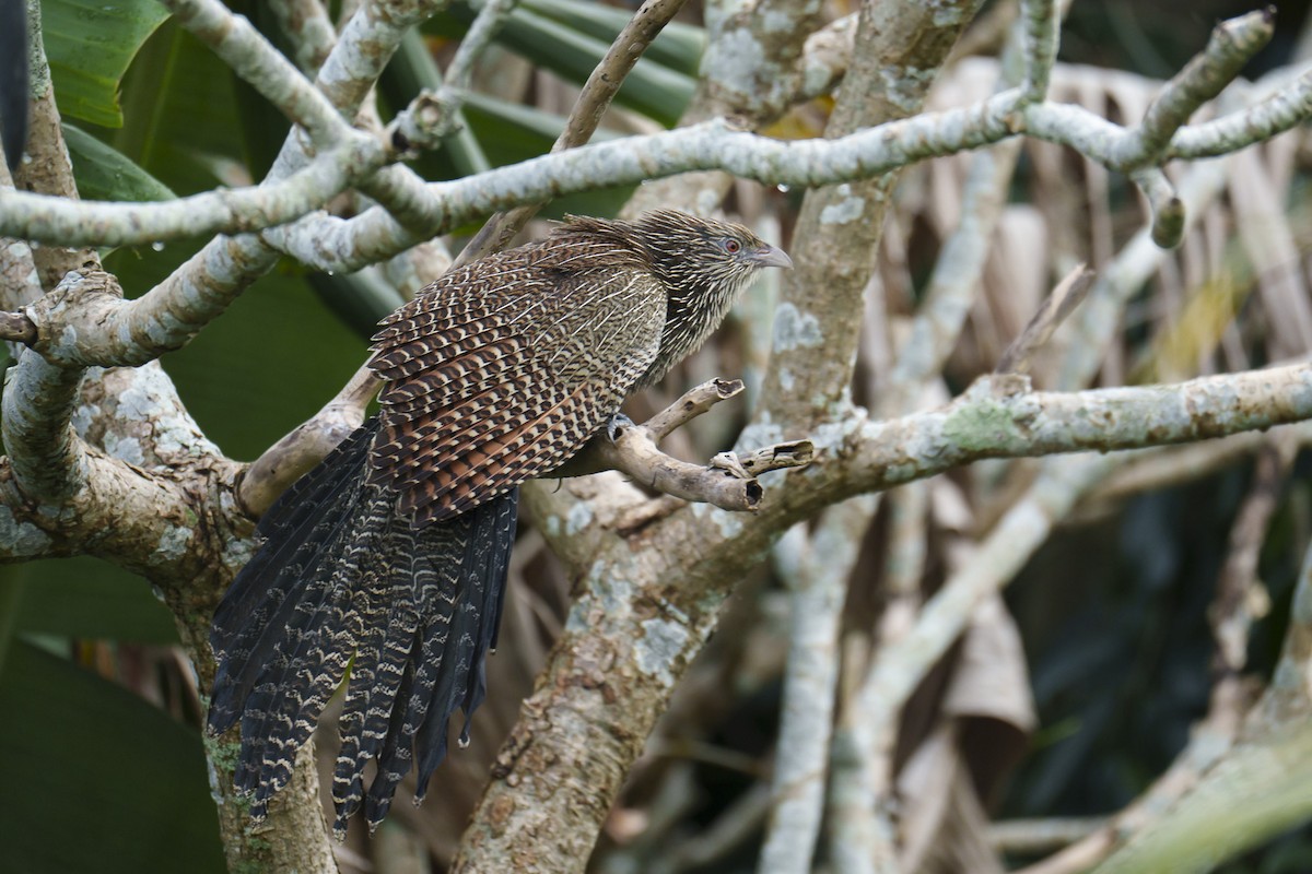 Pheasant Coucal - ML644241956