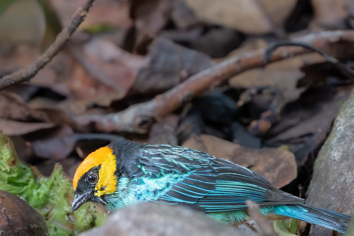 Saffron-crowned Tanager - ML644241973