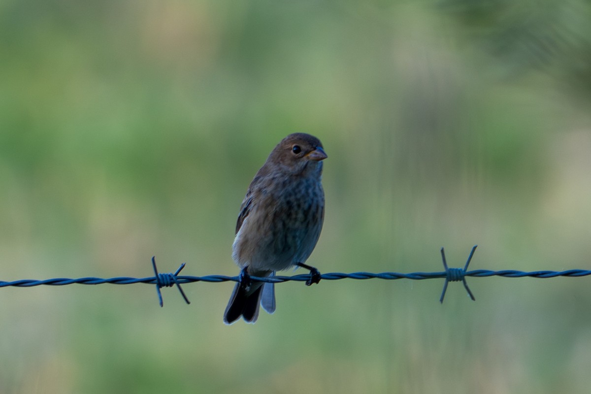 Indigo Bunting - ML644241995