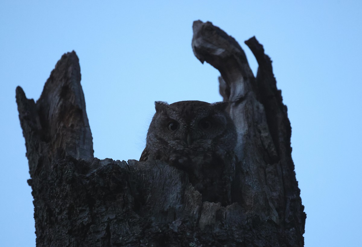 Eastern Screech-Owl - Joe Gyekis