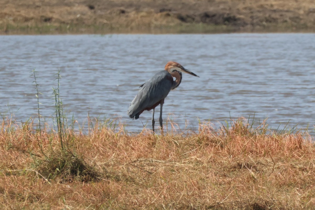 goliathegre - ML644242019