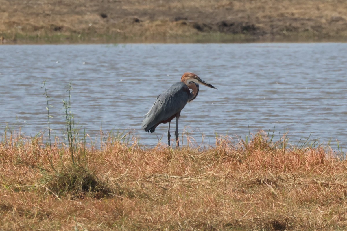 goliathegre - ML644242021