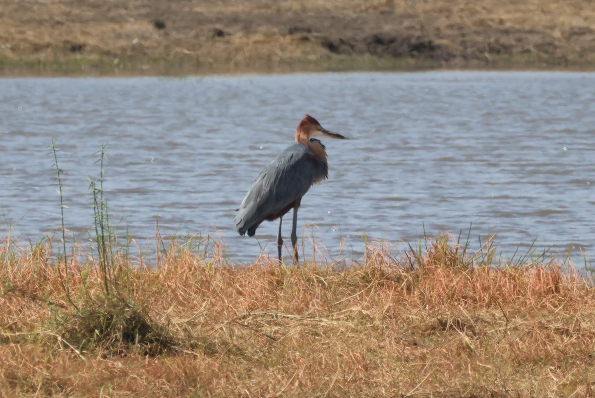 goliathegre - ML644242022