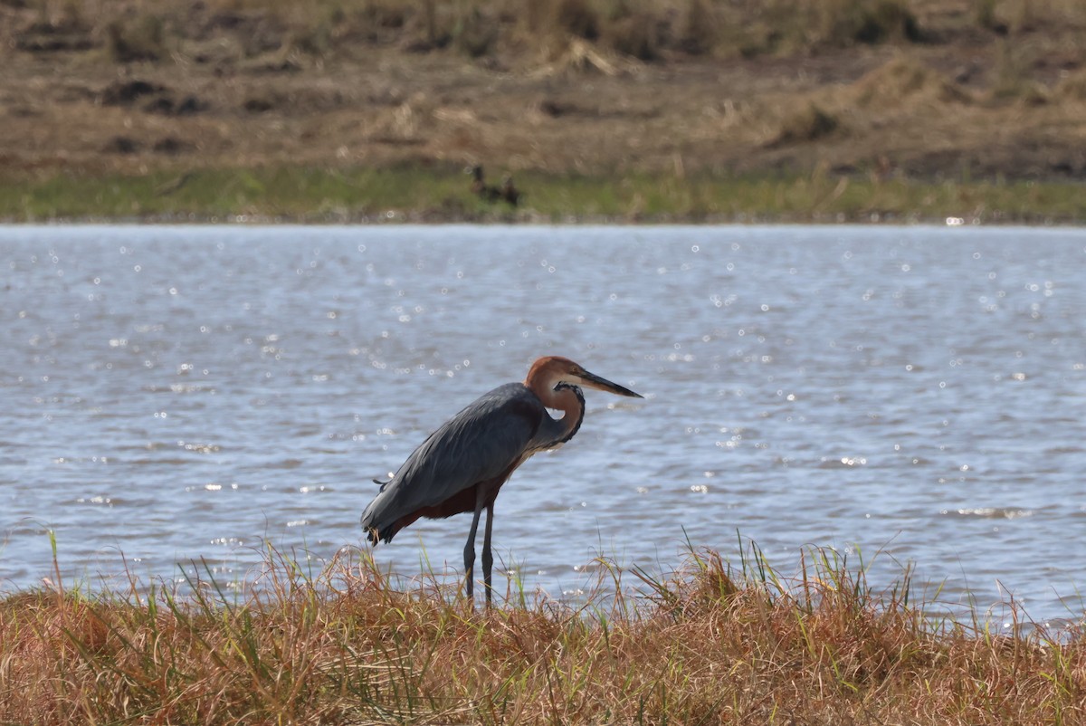 goliathegre - ML644242026