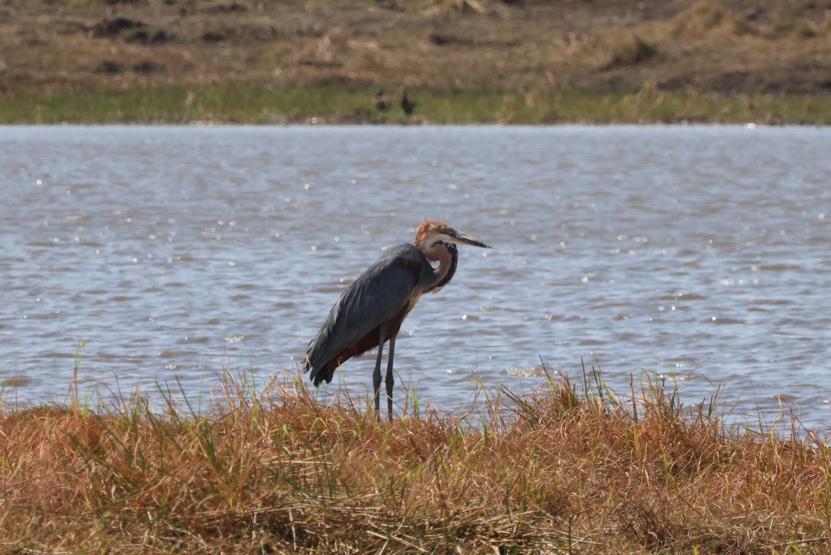 goliathegre - ML644242027