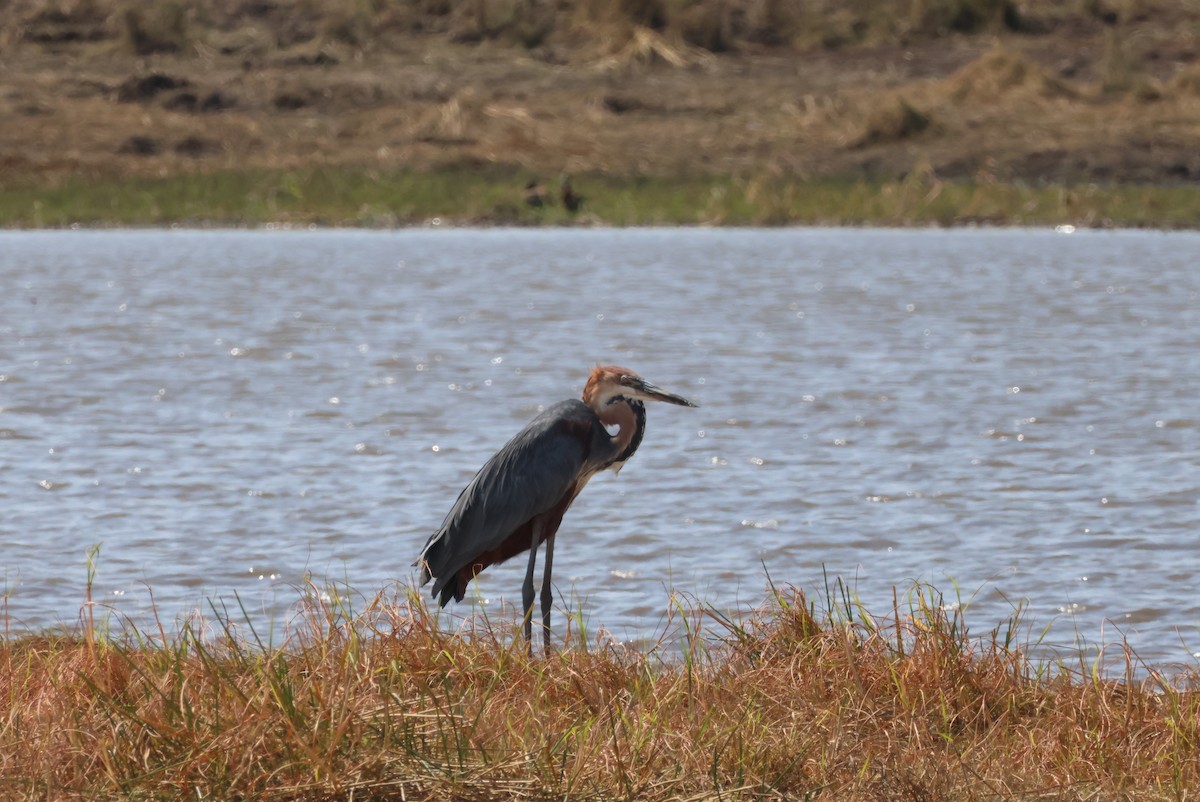 goliathegre - ML644242028