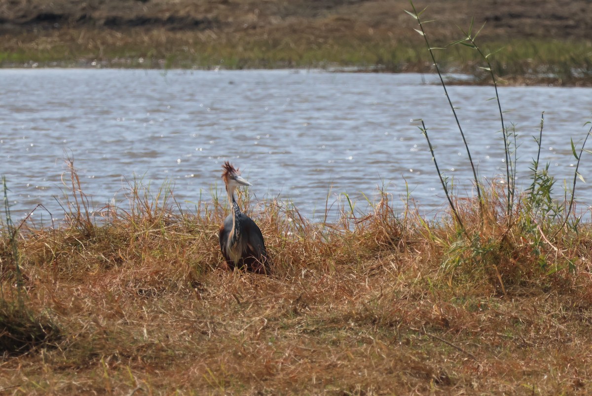 goliathegre - ML644242029