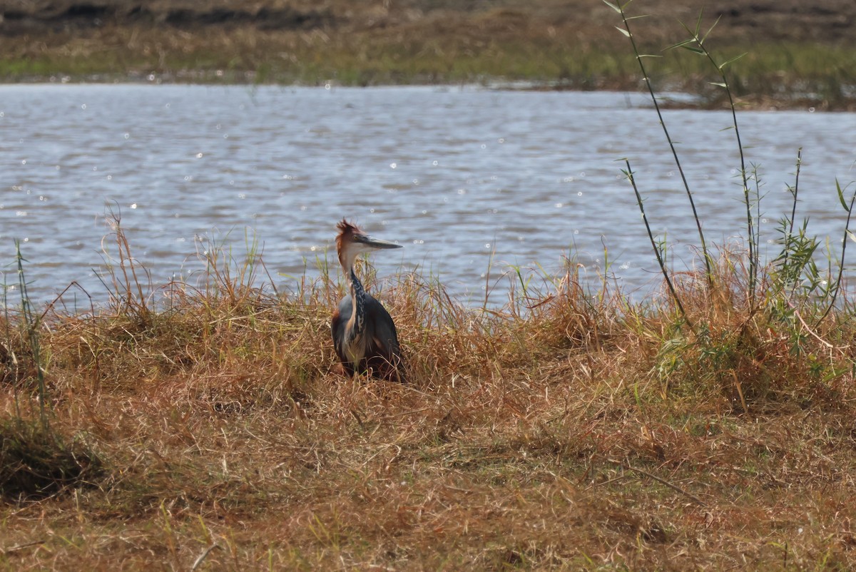 goliathegre - ML644242030