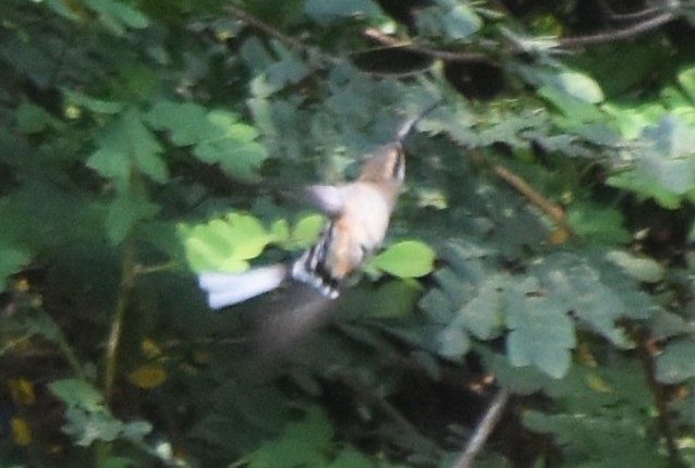 Mexican Hermit - ML644242031