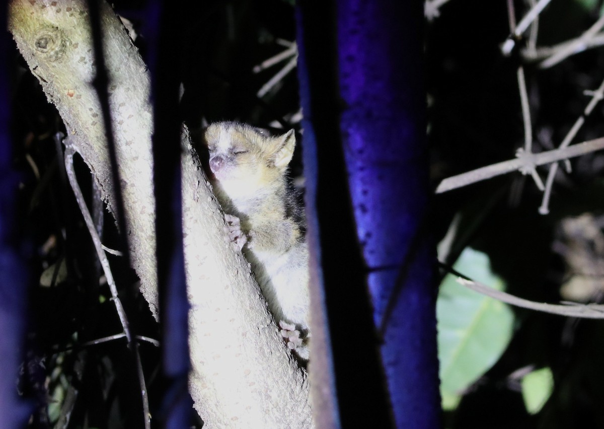 Grey Mouse Lemur - ML644242086