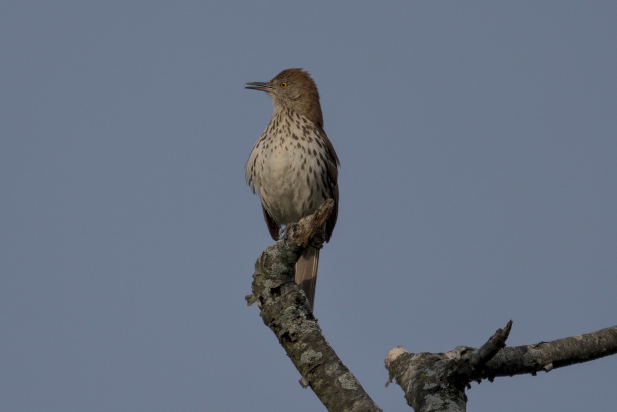 Cuitlacoche Rojizo - ML644242094