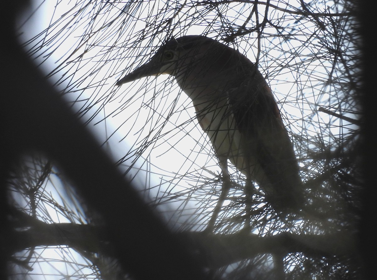 Nankeen Night Heron - ML644242112