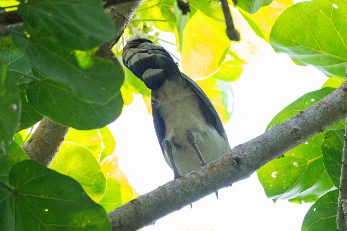 Chestnut-winged Chachalaca - ML644242125