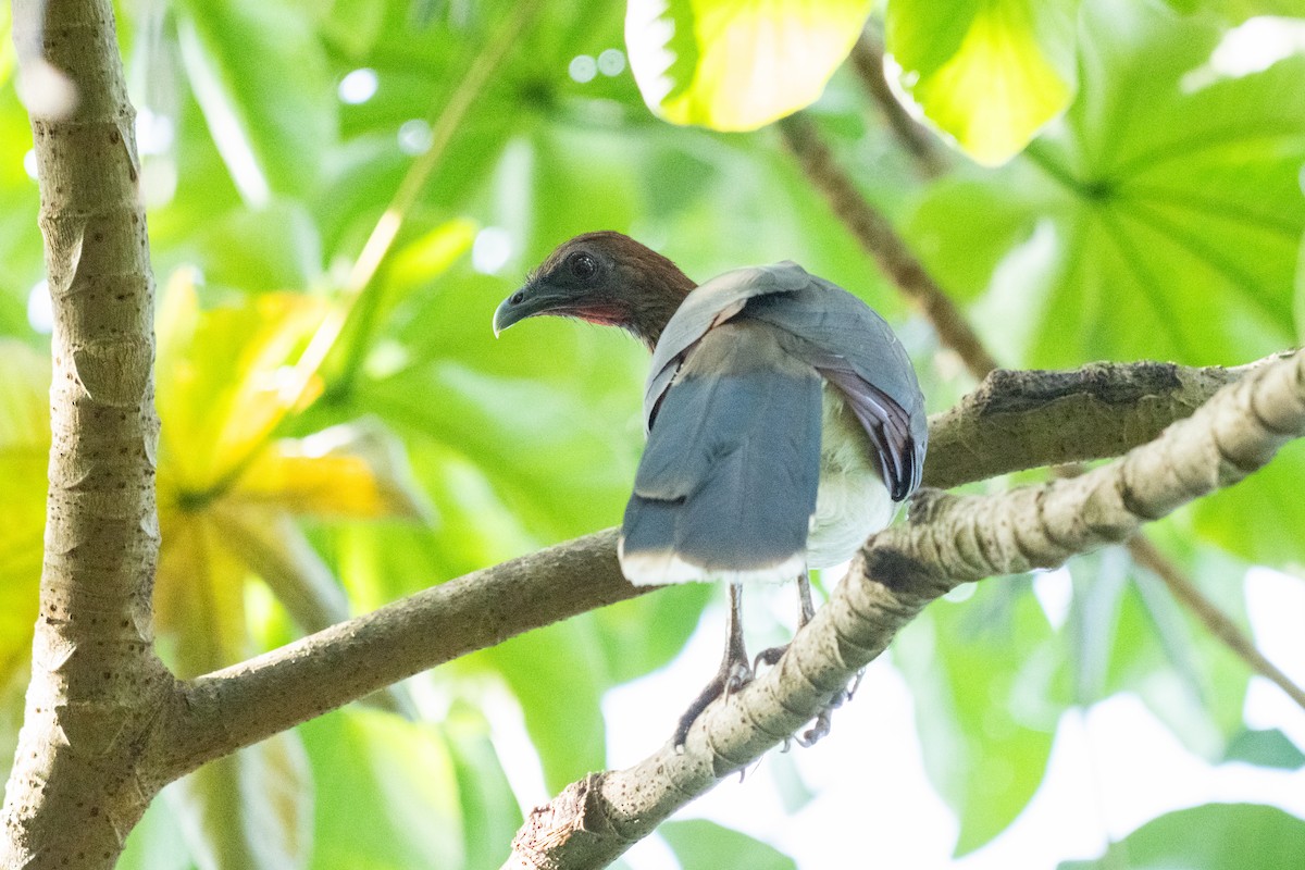 Chestnut-winged Chachalaca - ML644242126