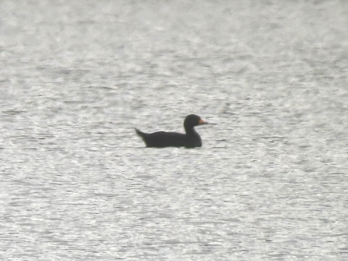 Black Scoter - ML644242130